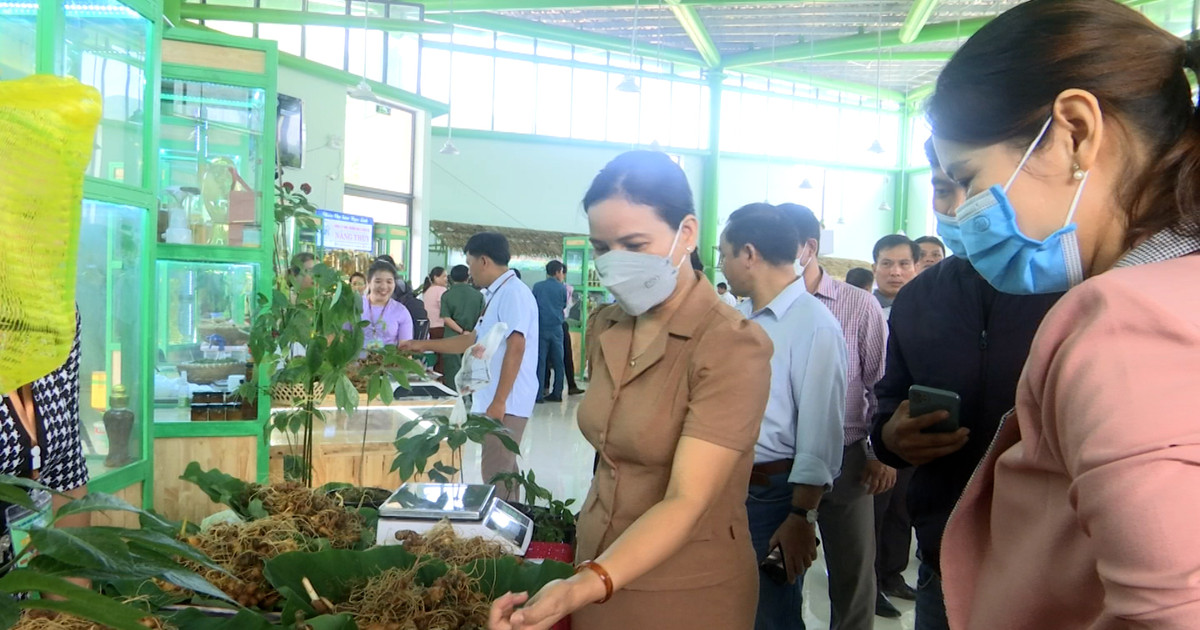 3 jours, 7 milliards de VND gagnés grâce à la vente de ginseng et de produits OCOP