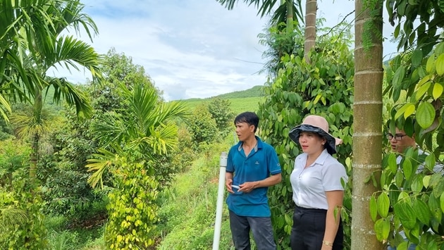 Trên vùng đất gò đồi có cái tên Tổ Đỉa, anh nông dân phủ xanh bằng sầu riêng, hồ tiêu - Ảnh 1.