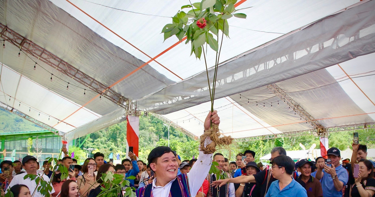 Augmenter l'ampleur du festival du ginseng de Ngoc Linh