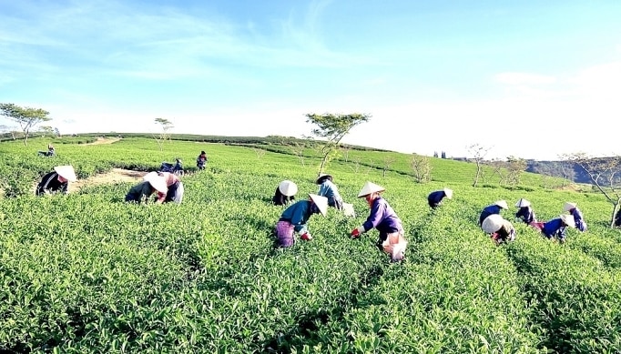 Đại hội là dịp tôn vinh, biểu dương các tập thể và cá nhân tiêu biểu trong đồng bào DTTS tỉnh Lâm Đồng