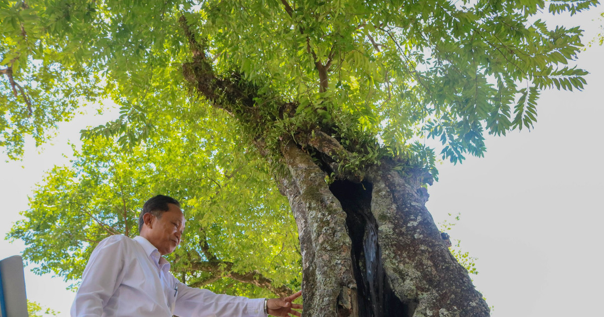 Under the ancient banyan trees of Hung My village