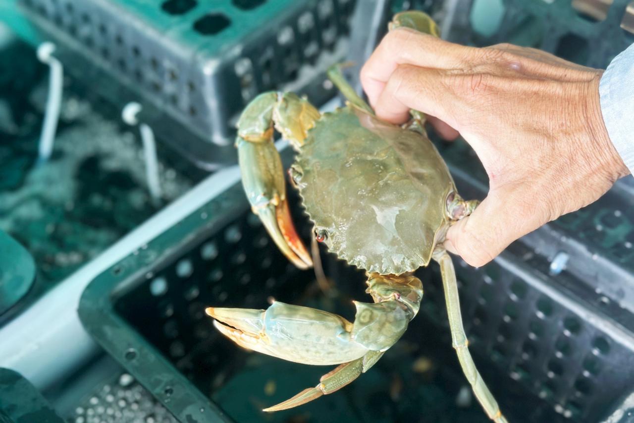 Les crabes sont élevés dans des étangs artificiels où les maladies sont contrôlées.