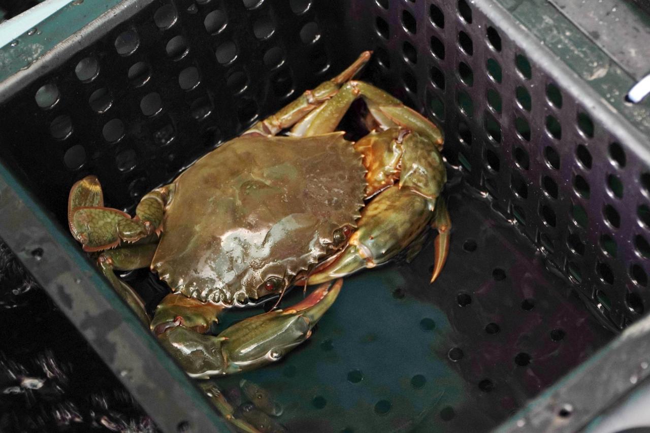 Les crabes commerciaux après avoir été vendus coûtent entre 300 000 et 400 000 VND/1 kg