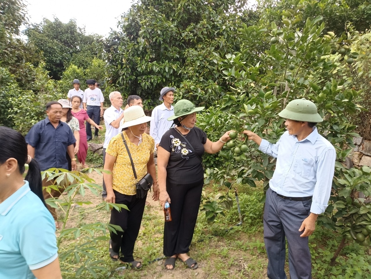 Ban Dân tộc tỉnh Tuyên Quang tổ chức đưa Đoàn đại biểu Người có uy tín trong đồng bào DTTS tỉnh Tuyên Quang đi thăm mô hình trồng cây ăn quả hữu cơ tại thị trấn Tiên Kỳ, huyện Tiên Phước, tỉnh Quảng Nam.