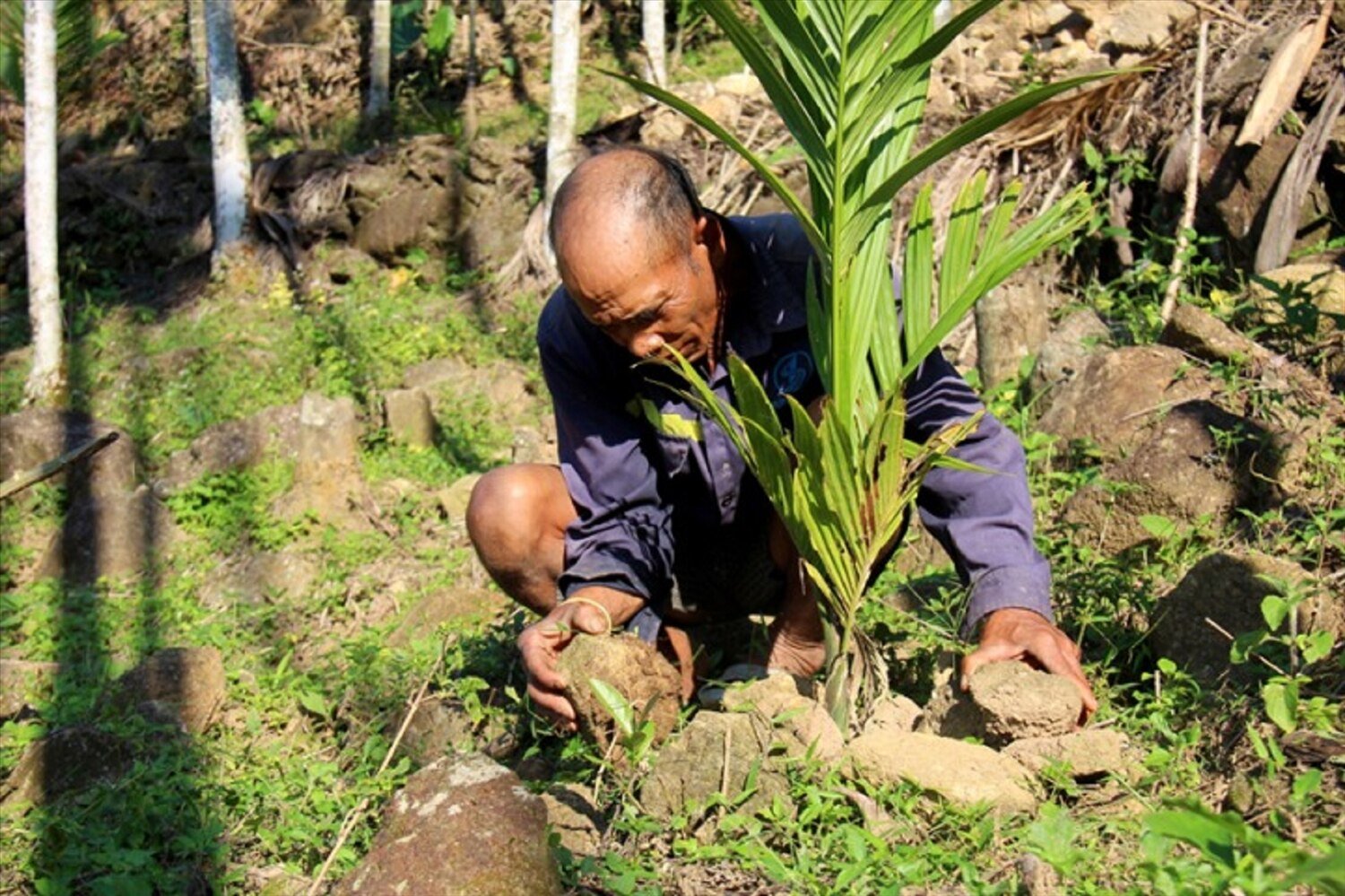 Để giữ vùng chuyên canh cau và ổn định sản lượng, huyện Sơn Tây đã hỗ trợ đồng bào Ca Dong trồng mới, trồng thay thế diện tích cây lâu năm.