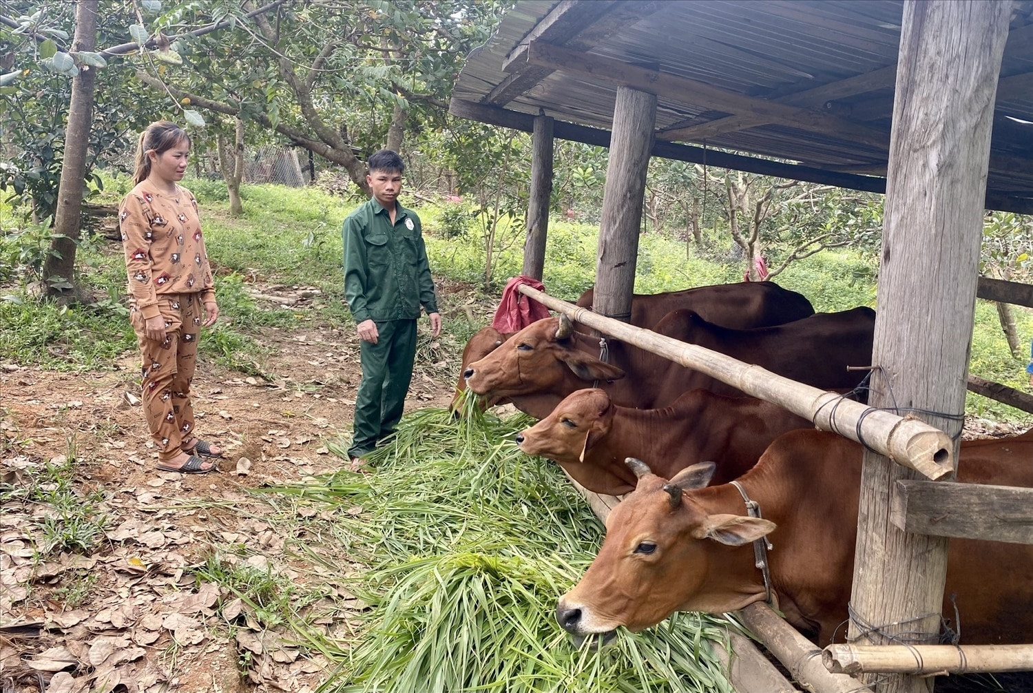 Vợ chồng anh Hà Văn Mui, thôn Ia Đal, xã Ia Đal, huyện Ia H’Drai phấn khởi khi đàn bò sinh trưởng tốt