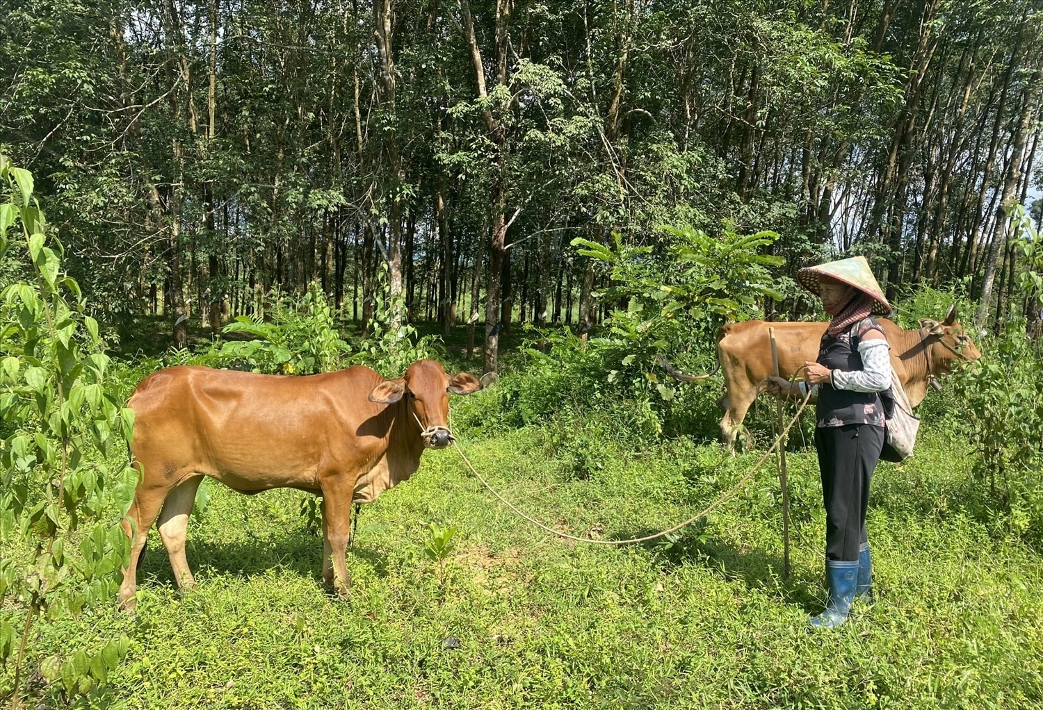 Với điều kiện khí hậu phù hợp và người dân chăm sóc đúng kỹ thuật, mô hình hỗ trợ bò cái sinh sản đang phát huy hiệu quả