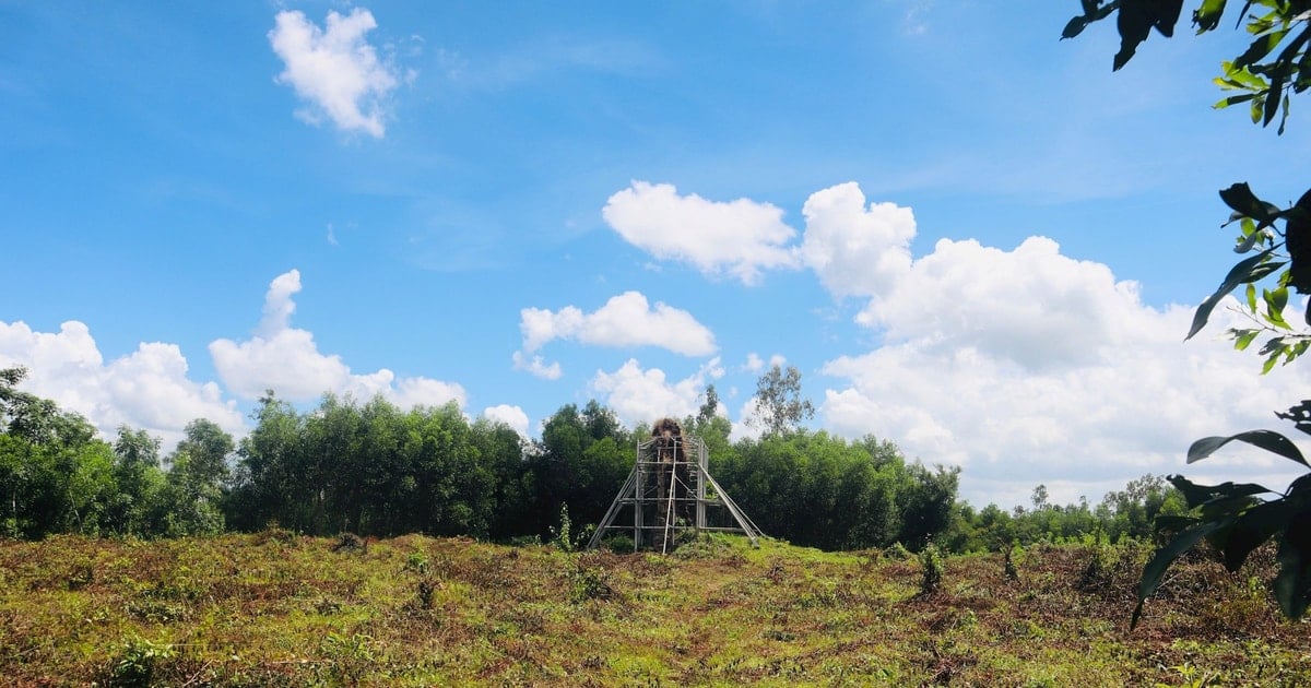 Ministerium für Kultur, Sport und Tourismus antwortet den Wählern von Quang Nam bezüglich der Reliquie des buddhistischen Klosters Dong Duong