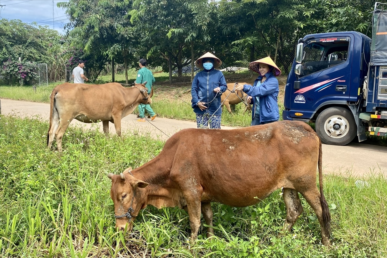 Người dân huyện Ia H’Drai phấn khởi khi nhận bò hỗ trợ từ Chương trình MTQG 1719