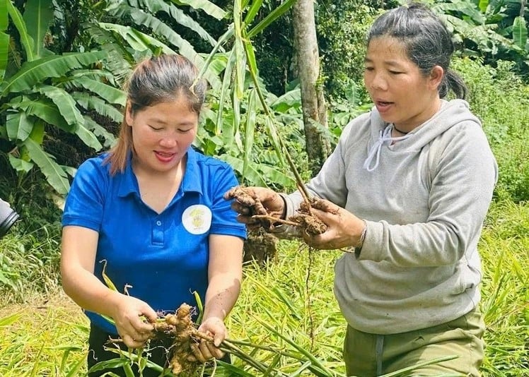 Thu hoạch gừng sẻ ở xã Ga Ri, huyện Tây Giang (Ảnh: Báo Nhân Dân).