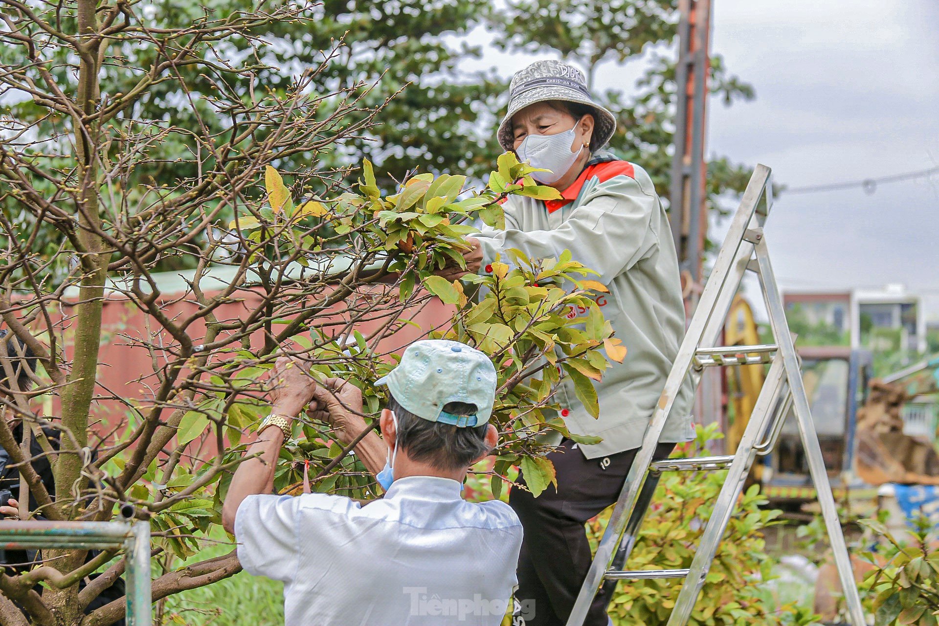 Nông dân Đà Nẵng tất bật lặt lá, chăm mai đón Tết ảnh 9