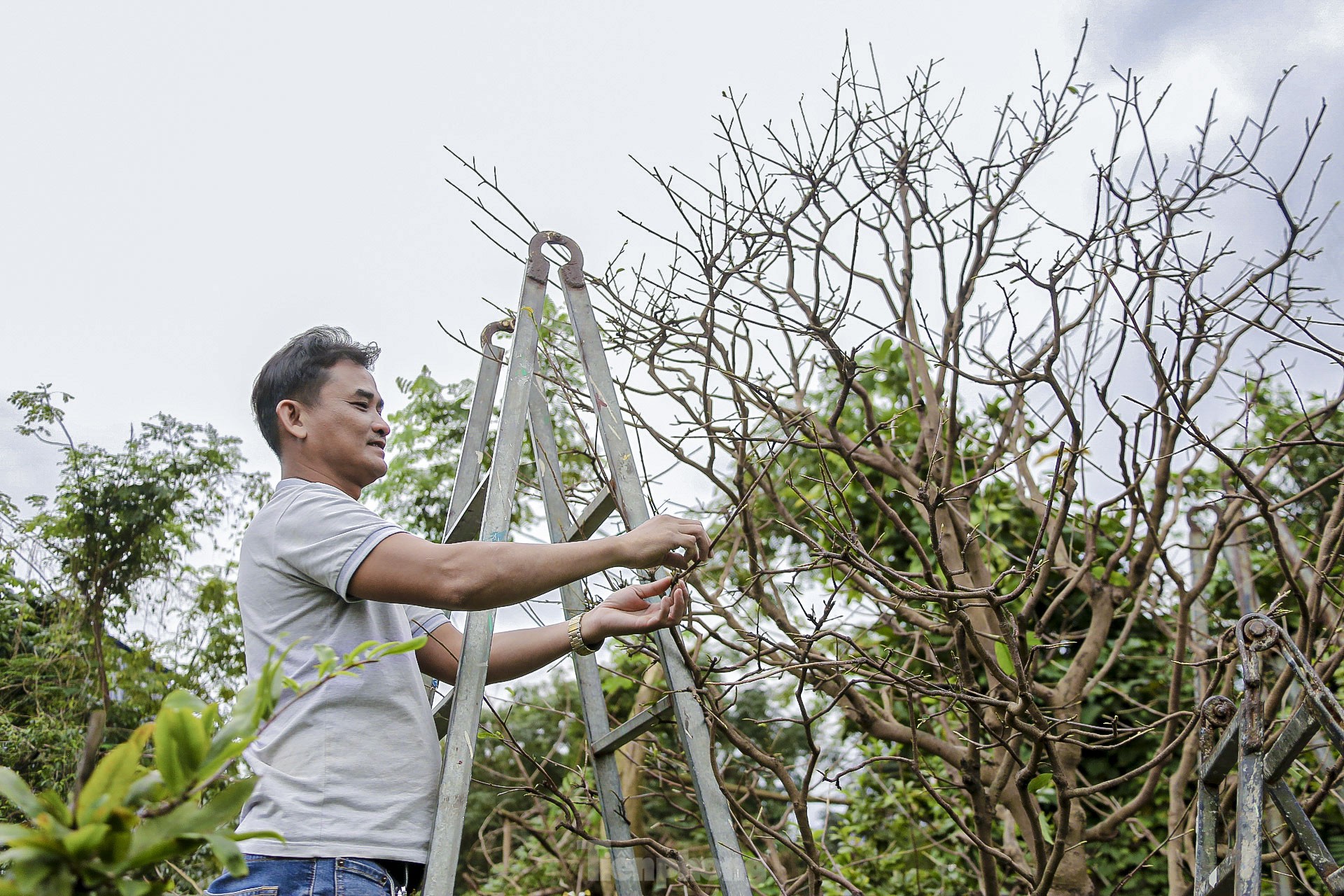 Nông dân Đà Nẵng tất bật lặt lá, chăm mai đón Tết ảnh 10