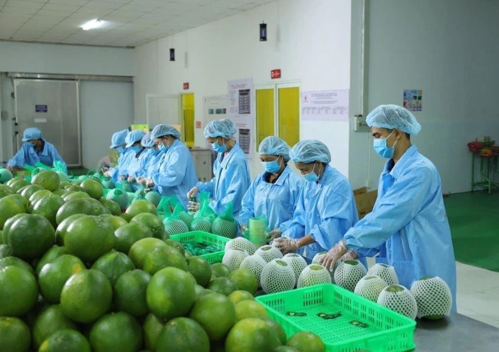 Giá trị xuất khẩu rau quả nông sản tăng 28,2% so với cùng kỳ năm 2023 (Ảnh IT)