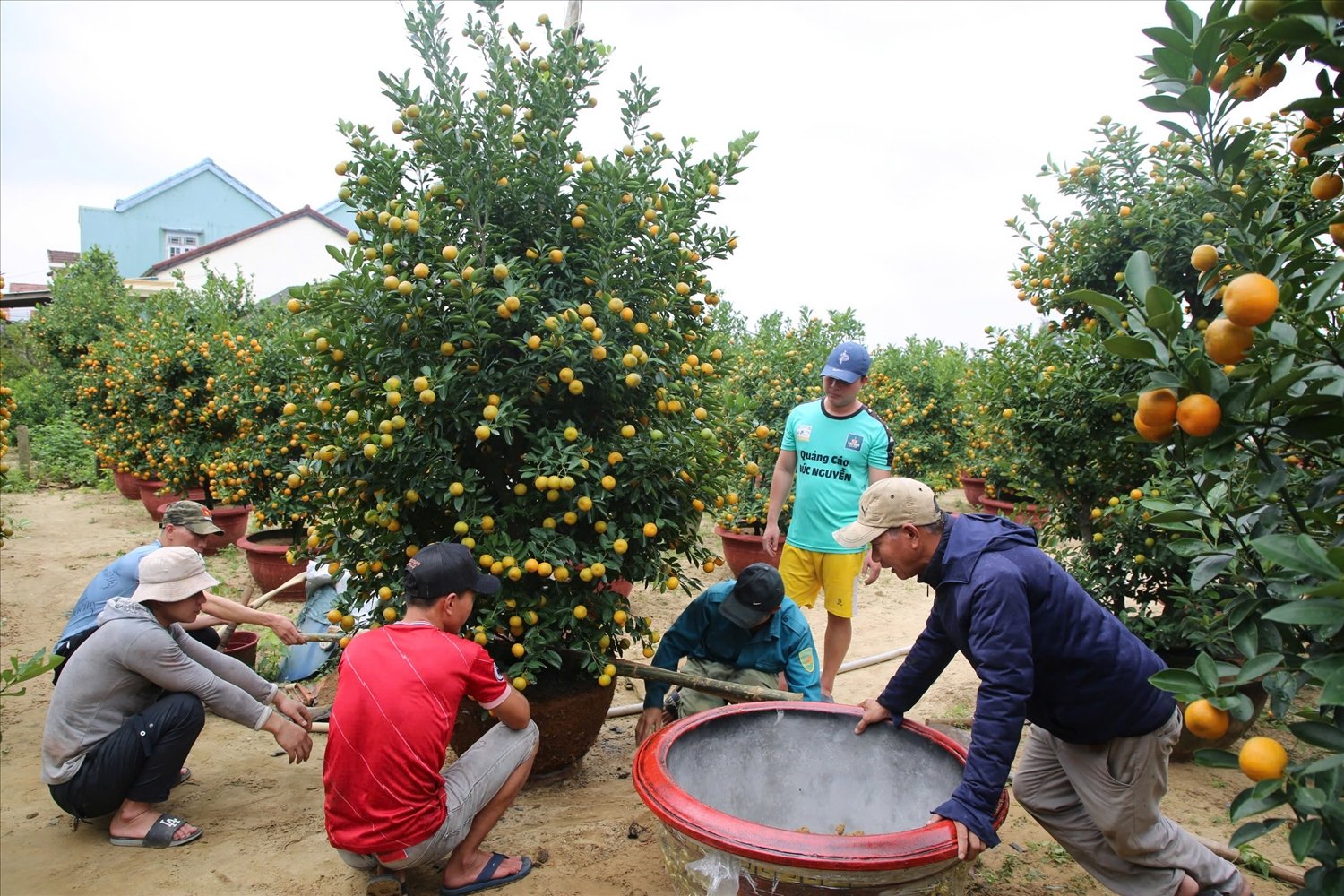 Không khí nhộn nhịp những ngày giáp Tết ở thủ phủ quất Hội An.