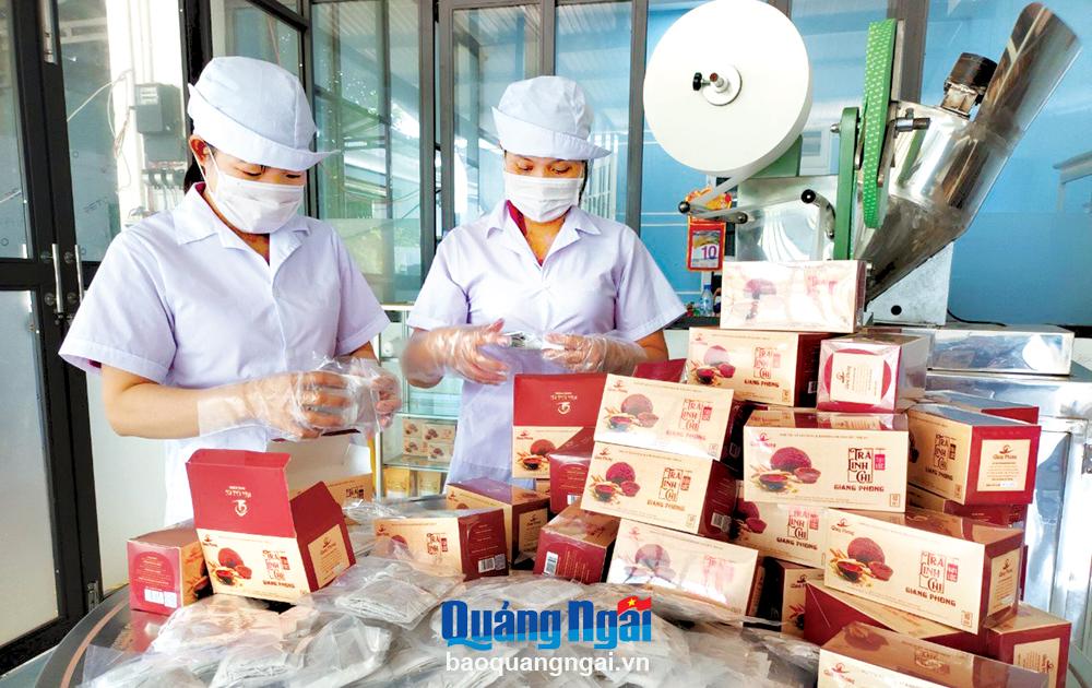 Nhờ được hỗ trợ nguồn vốn vay của Quỹ Hỗ trợ nông dân tỉnh, Hợp tác xã Sản xuất và Kinh doanh nấm Đức Nhuận (Mộ Đức) có điều kiện mở rộng, phát triển sản xuất. 
ẢNH: HND