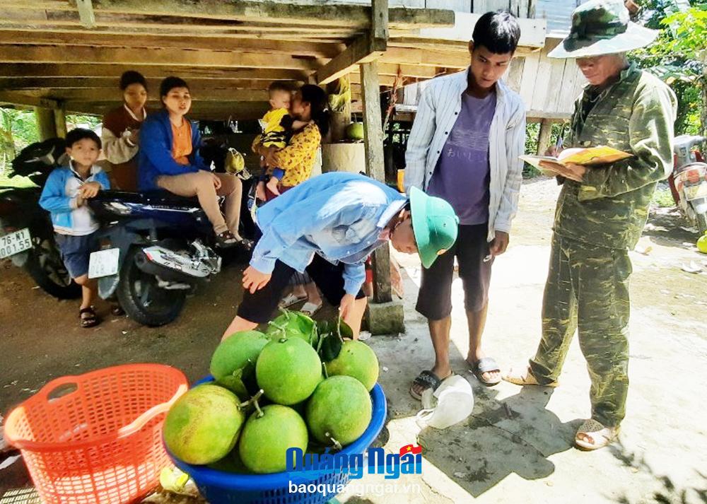 Nông dân thu hoạch và bán sản phẩm bưởi da xanh được trồng theo tiêu chuẩn VietGAP.