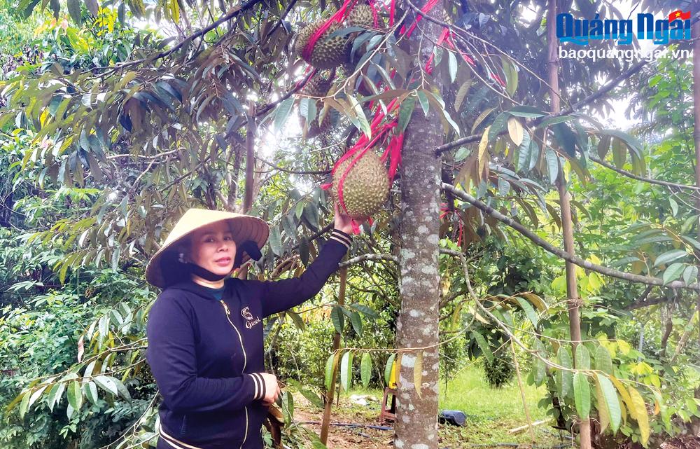 Nhờ năng động, mạnh dạn đầu tư vào sản xuất, chị Nguyễn Thị Nhi, ở thôn Ra Pân, xã Sơn Long (Sơn Tây) có nguồn thu nhập hàng trăm triệu đồng mỗi năm.