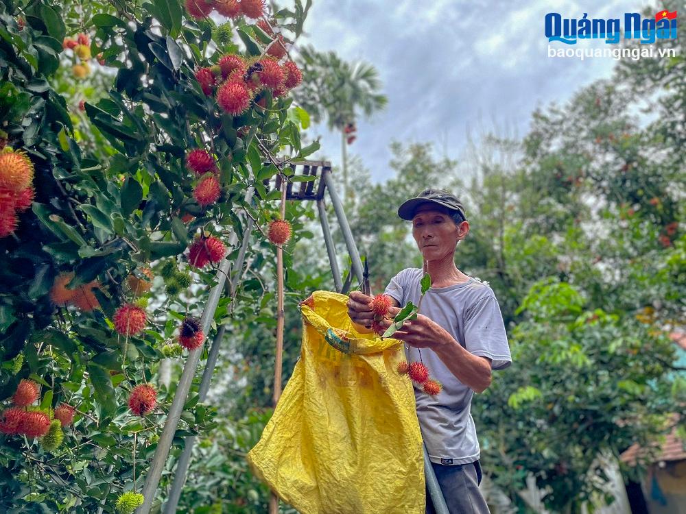 Gia đình ông Nguyễn Đăng Hiệp, ở thôn Đông Trúc Lâm, xã Hành Nhân có vườn chôm chôm rộng hơn 1.200m2, với hơn 20 cây, được trồng từ năm 1995. Đây là vườn chôm chôm lâu năm nhất của huyện Nghĩa Hành. 