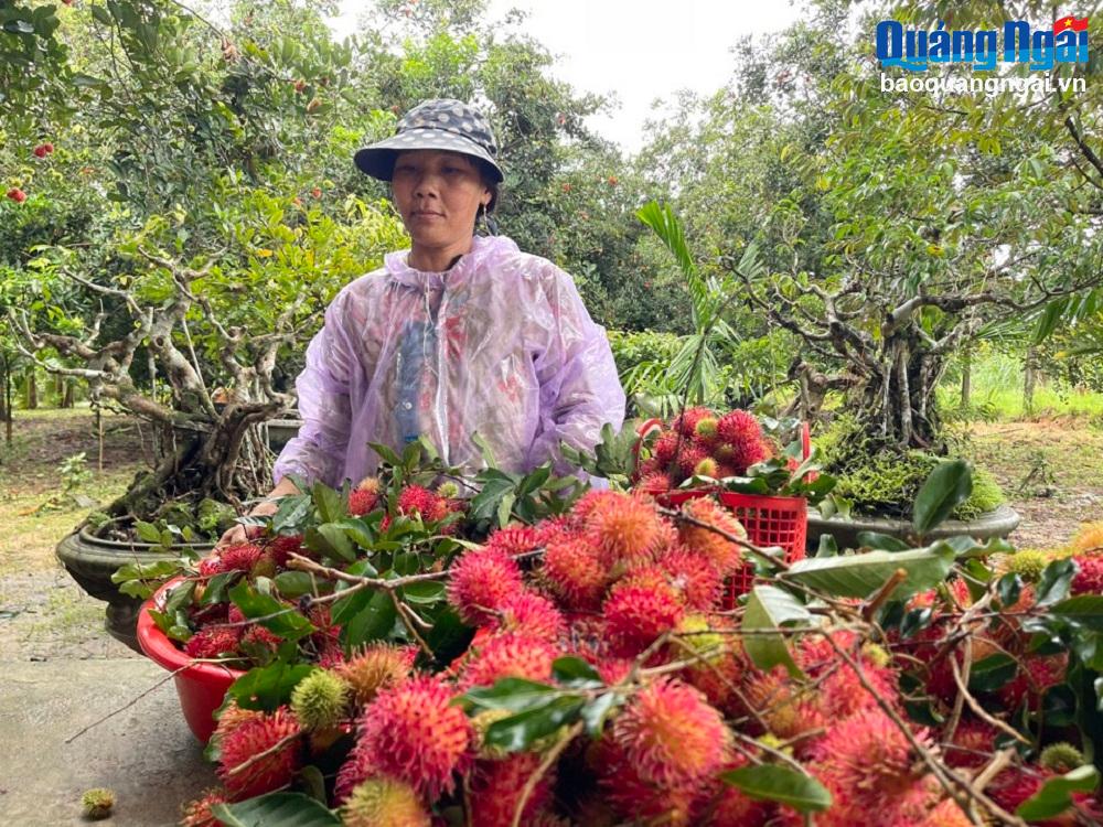       Thương lái đến tận vườn hái và thu mua chôm chôm. 