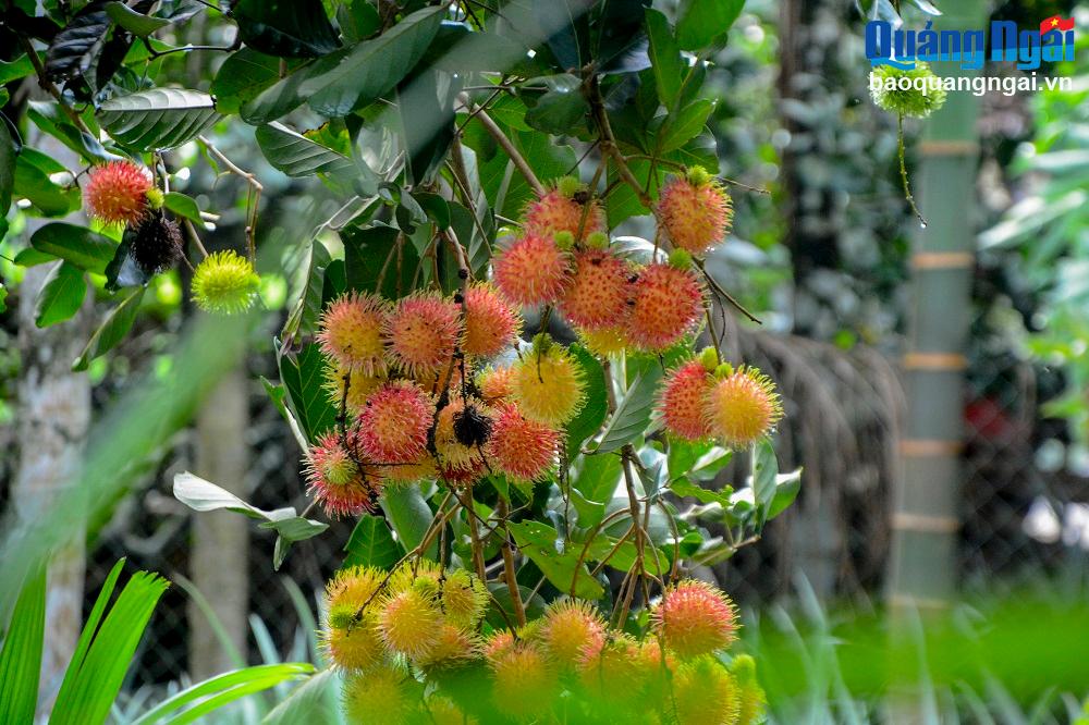    Cùng với bưởi da xanh, sầu riêng, chuối ngự, chôm chôm huyện Nghĩa Hành được công nhận là sản phẩm đạt chuẩn OCOP cấp tỉnh.