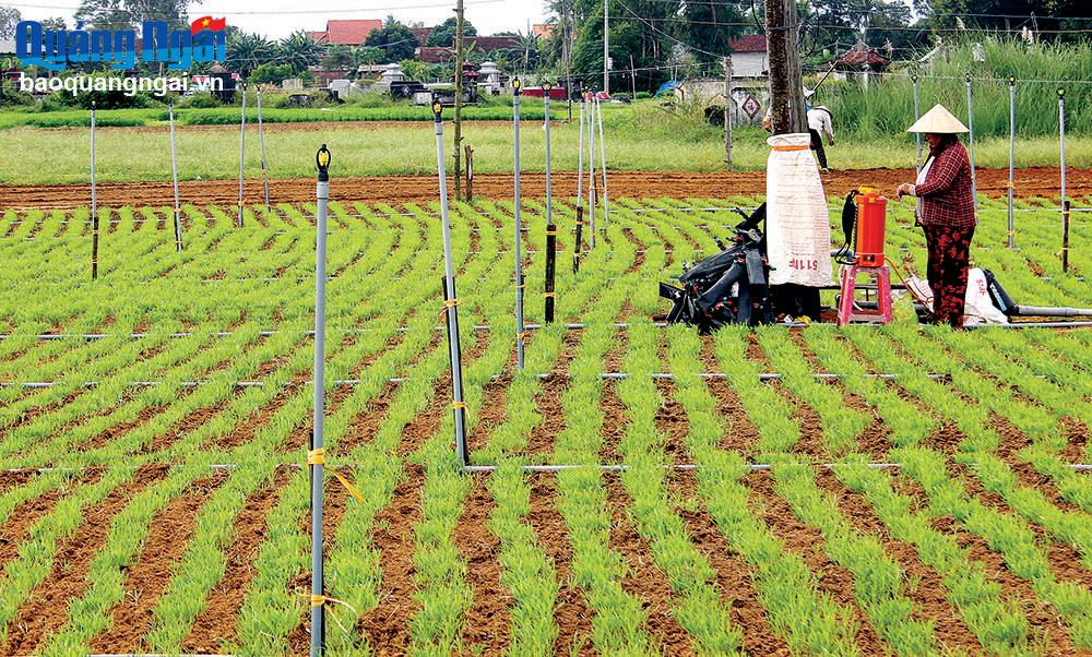 Trồng rau màu ở thôn Lương Nông Bắc, xã Đức Thạnh (Mộ Đức).                               Ảnh:  nh nguyệt