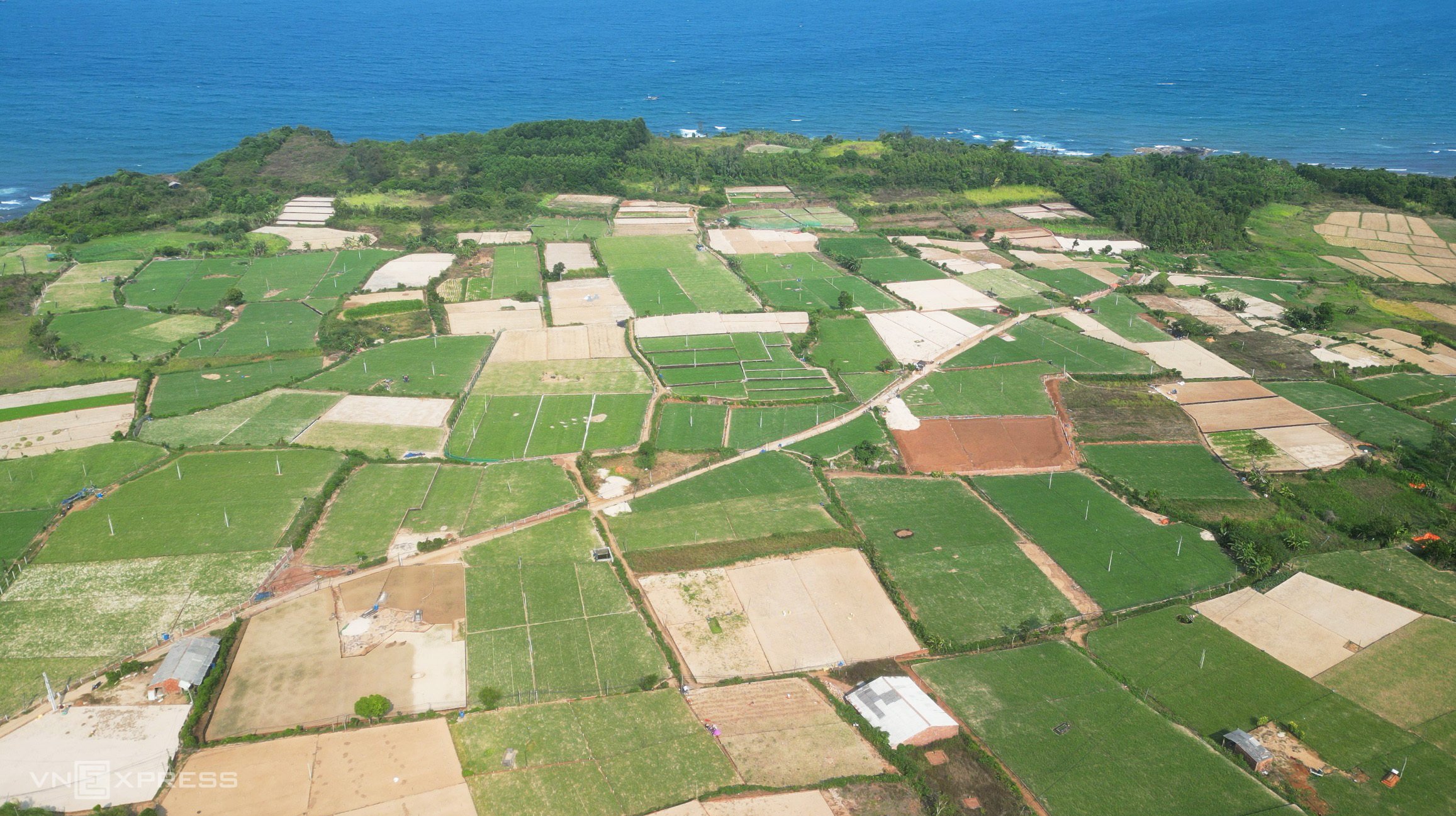 Capitale de l'oignon violet Quang Ngai