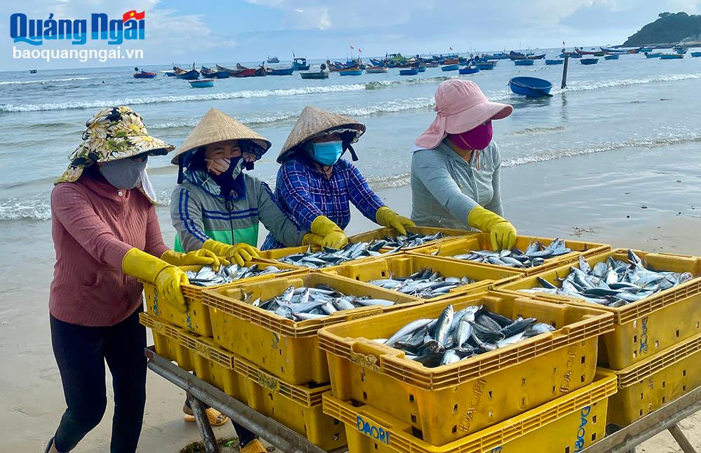 Những mẻ cá đánh bắt trong đêm được đưa đi tiêu thụ trong và ngoài tỉnh.