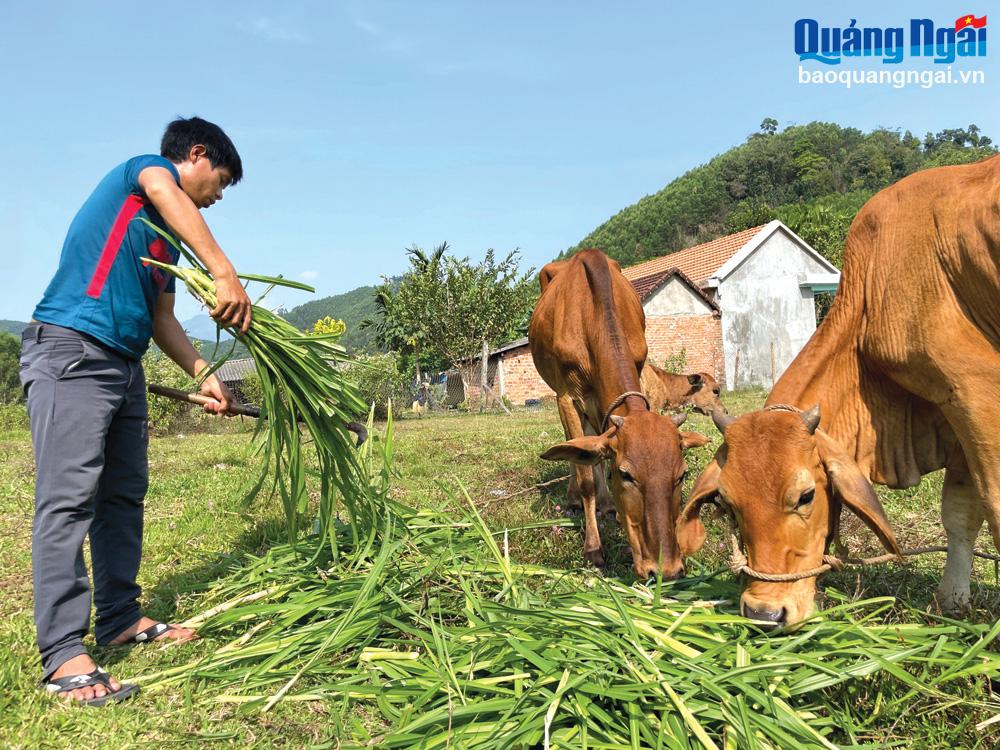 Anh Hồ Văn Lách, ở thôn Trung, xã Trà Sơn (Trà Bồng), chăm sóc đàn bò của gia đình.
 			Ảnh: H.P