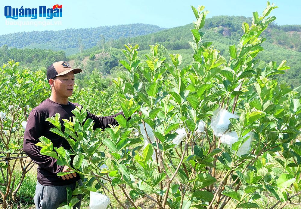 លោក Le Minh Vuong នៅភូមិ Phu Khuong ឃុំ Hanh Tin Tay (Nghia Hanh) មើលថែសួនផ្លែត្របែករបស់គាត់។ 