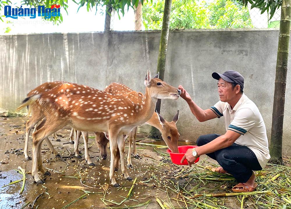 Mô hình nuôi hươu sao lấy nhung của ông Bùi Hữu Nghĩa mang lại hiệu quả kinh tế cao.