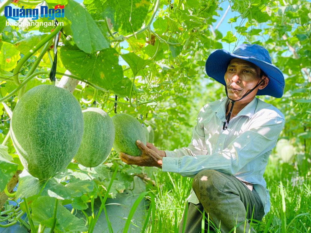 Người dân xã Bình Tân Phú (Bình Sơn) chăm sóc dưa lưới.
