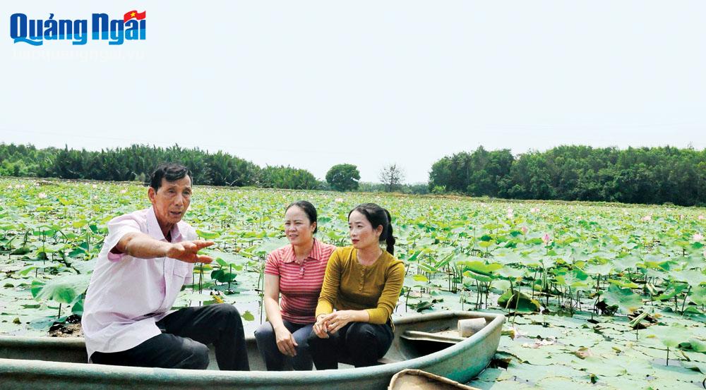 Một số hộ dân ở xã Bình Trị (Bình Sơn) phát triển mô hình trồng sen cho hiệu quả kinh tế cao.