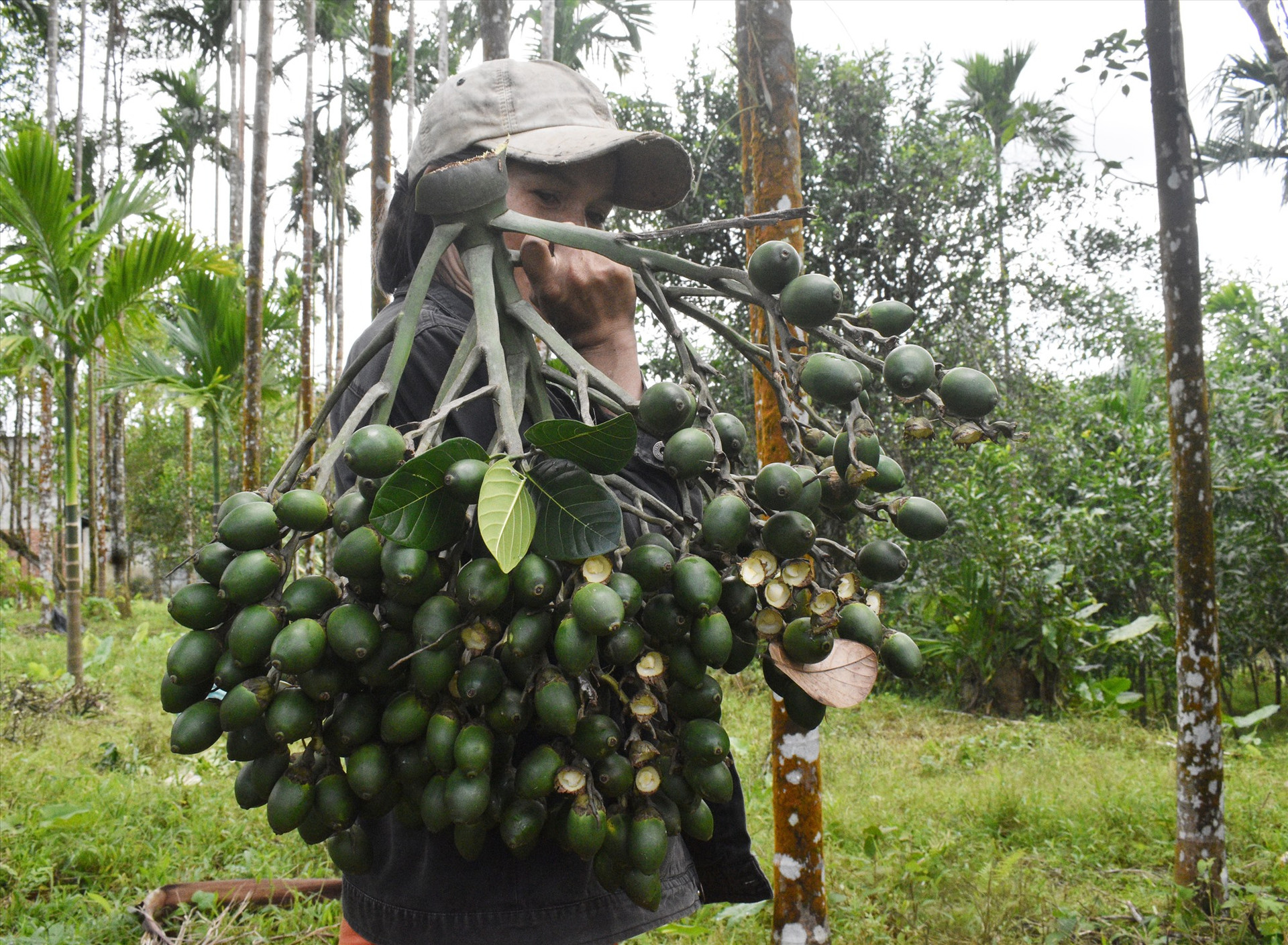 Hiện nay giá cau tăng lên 65 nghìn đồng/kg. Ảnh minh họa