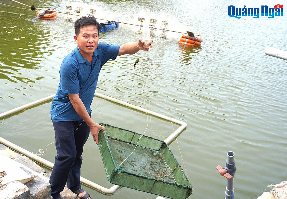 Hồ nuôi tôm của gia đình anh Nguyễn Công Văn, ở xã Tịnh Hòa (TP.Quảng Ngãi).