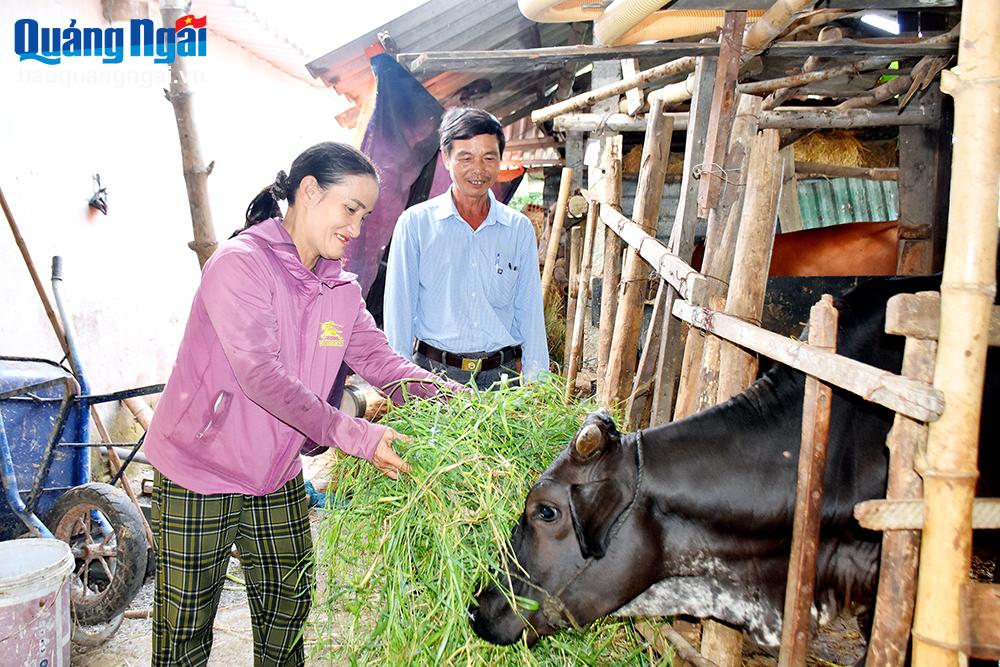 Bà Trần Thị Thu, ở xã Tịnh Ấn Tây (TP.Quảng Ngãi), vươn lên thoát nghèo nhờ được hỗ trợ  bò sinh sản.	