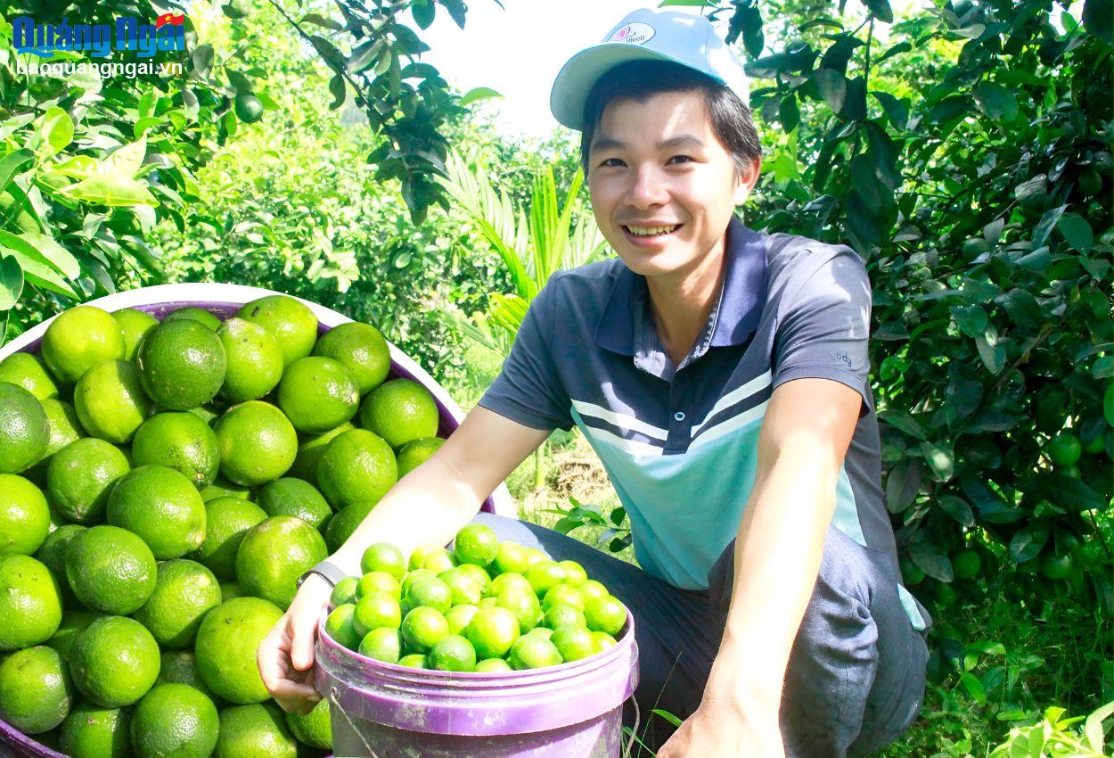 Chanh tứ quý dễ trồng, hương vị thơm ngon, rất được thị trường ưa chuộng.