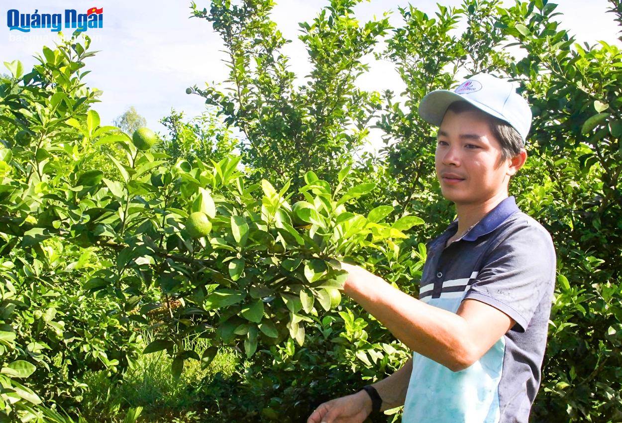 Anh Đỗ Văn Hậu, ở thôn Phước Thuận, xã Đức Phú (Mộ Đức) khởi nghiệp thành công với mô hình trồng chanh trên chính mảnh đất quê hương.