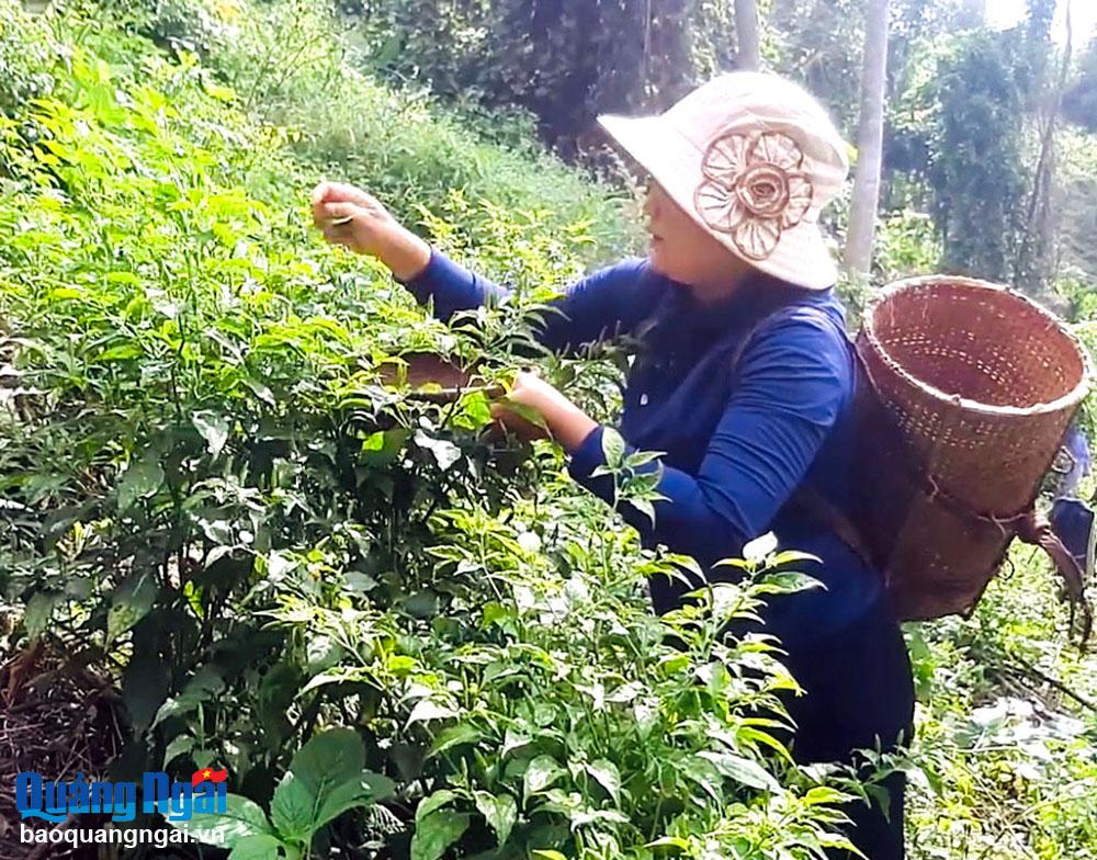 Người dân thôn Gò Rộc, xã Sơn Trung (Sơn Hà), thu hoạch ớt xiêm.	