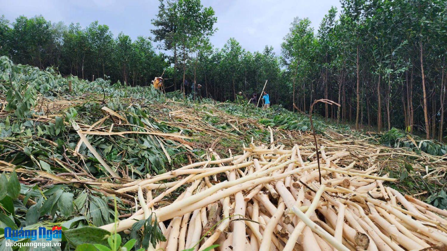 Các đơn vị chủ rừng cần thực hiện tốt công tác quản lý, bảo vệ rừng, quản lý lâm sản.