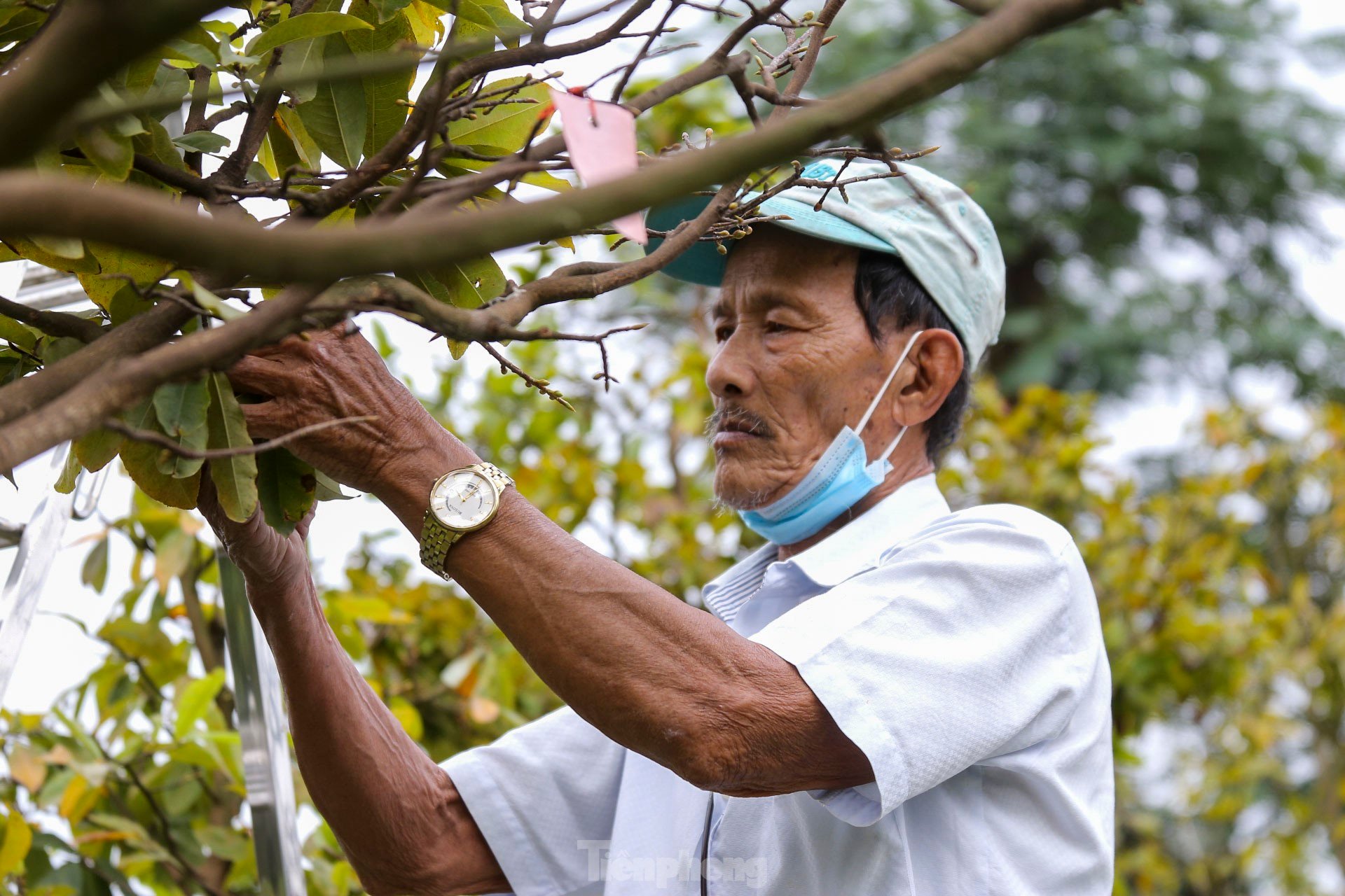 Nông dân Đà Nẵng tất bật lặt lá, chăm mai đón Tết ảnh 3