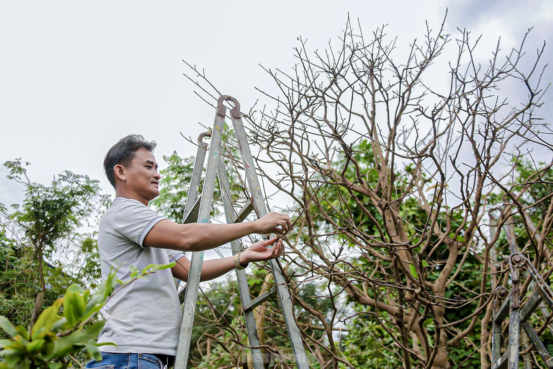 Nông dân Đà Nẵng tất bật lặt lá, chăm mai đón Tết ảnh 10