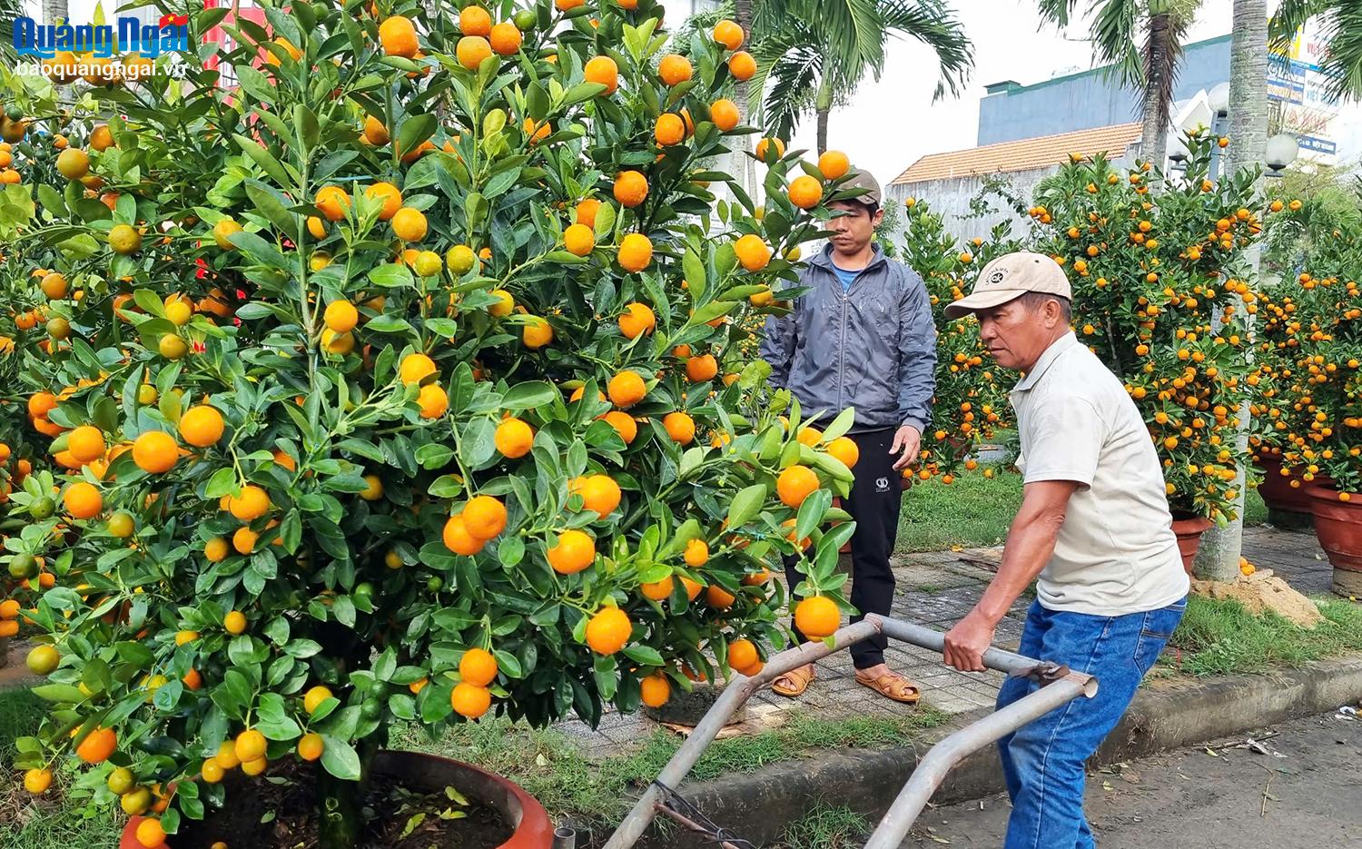 Ông Dương Mai có kinh nghiệm 10 năm bán quất cảnh ở chợ hoa xuân cho biết, năm nay, tôi trưng bày 60 chậu quất nhưng mới chỉ bán có 12 chậu, hy vọng còn 3 ngày sẽ bán được hết, nếu không sẽ bị lỗ nặng.