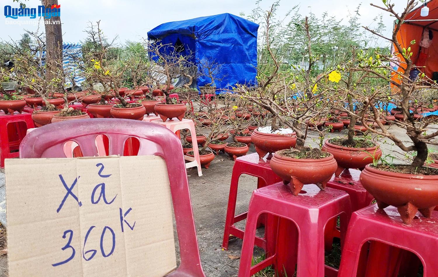 Nhiều hàng hoa, cây cảnh đã treo bảng xả hàng, bán giá rẻ hơn so với ngày khai mạc chợ hoa xuân.