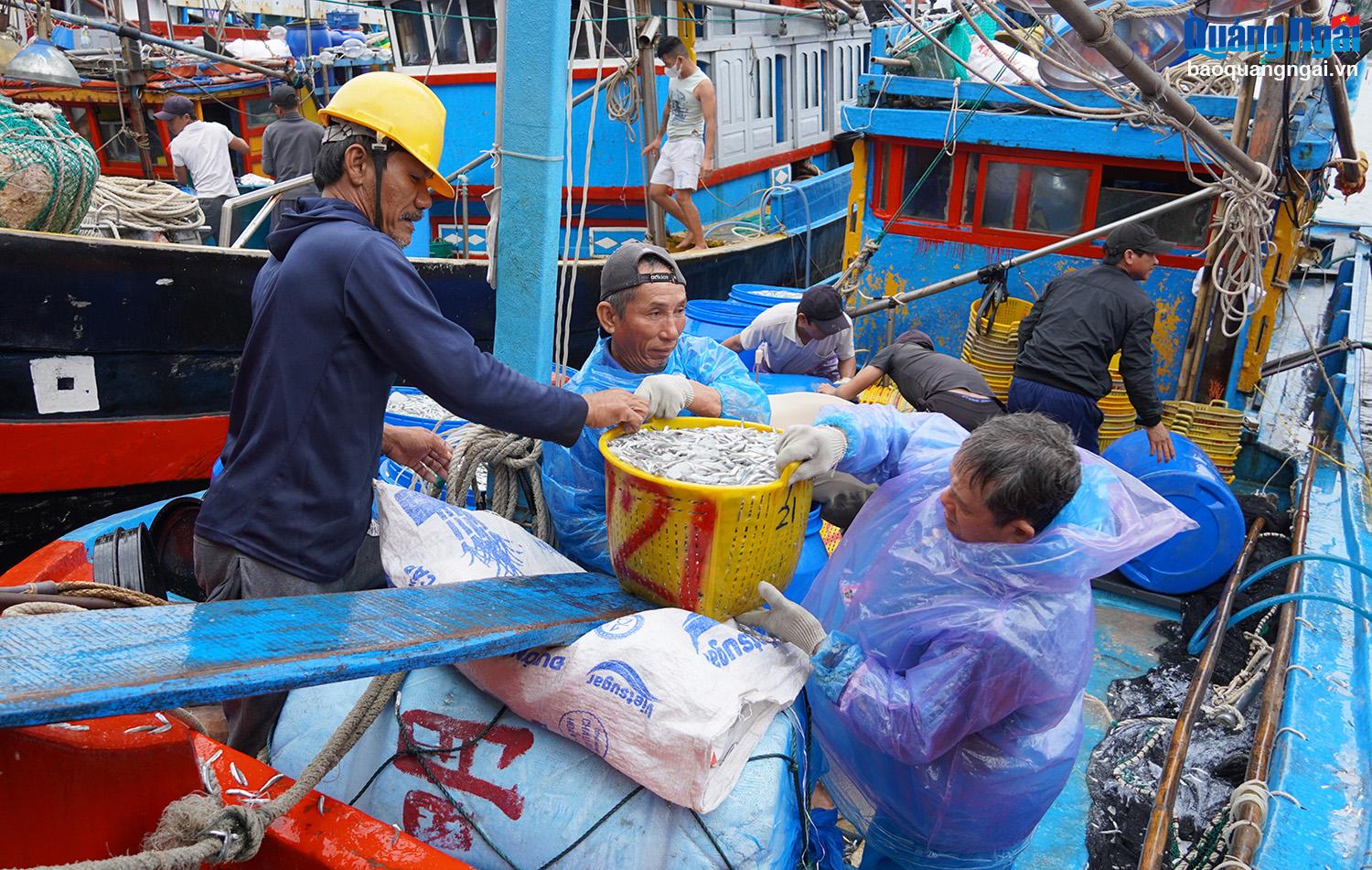 Theo bà con ngư dân, hầu hết các cá tàu đánh bắt được 7- 8 tấn cá cơm. Nhiều tàu thu hoạch “khủng” từ 18 - 20 tấn. 