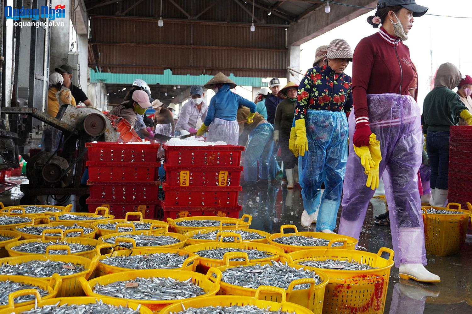 Không chỉ ngư dân, những người lao động làm công việc bốc xếp cá và đá tại cảng cá Tịnh Kỳ cũng có nguồn thu nhập ổn định từ 300 - 400 nghìn đồng/ngày. 