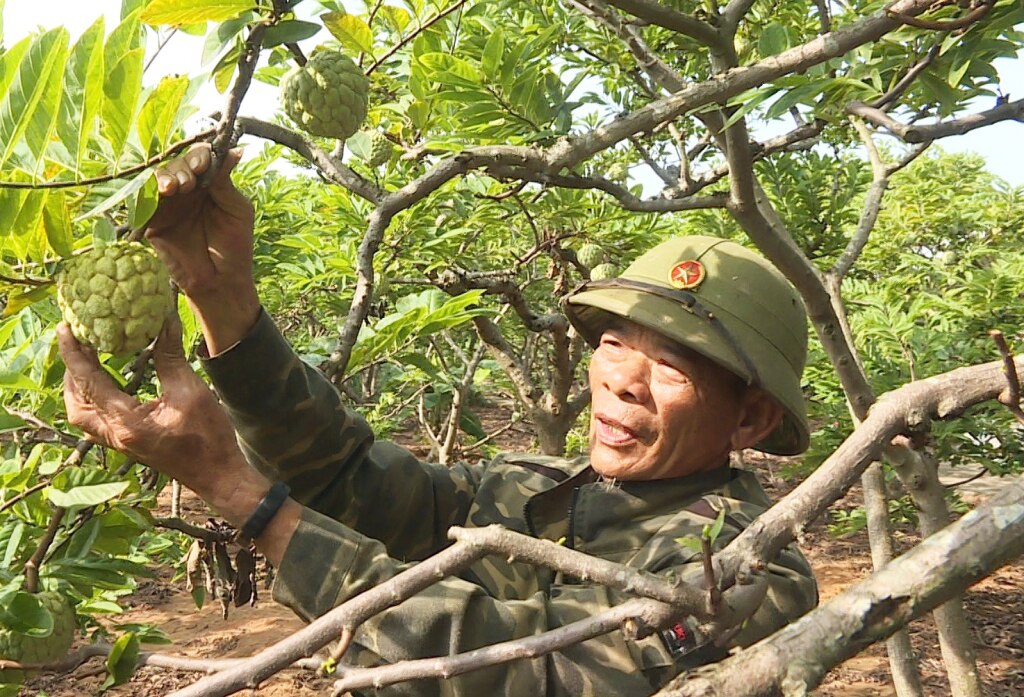 Nhiều nhà vườn na Đông Triều đã chú trọng cải tạo vườn na, nhằm nâng cao chất lượng và gia tăng giá trị cho cây na.