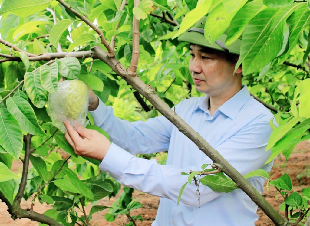 Hiện thị xã Đông Triều đang triển khai đề án Phát triển sản xuất cây ăn quả chủ lực, trong đó lấy cây na là loại cây trồng chủ đạo. Ảnh Nguyễn Yến.