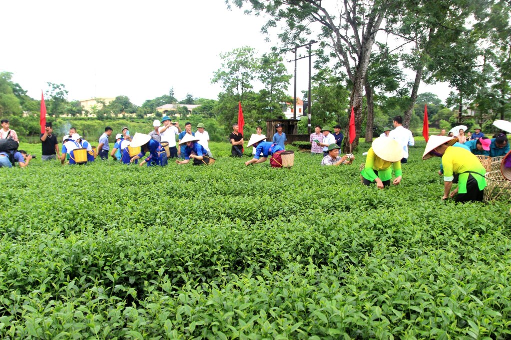 Thi hái chè trong ngày hội