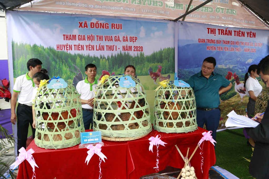 Thi đôi gà đẹp; lồng gà đẹp.