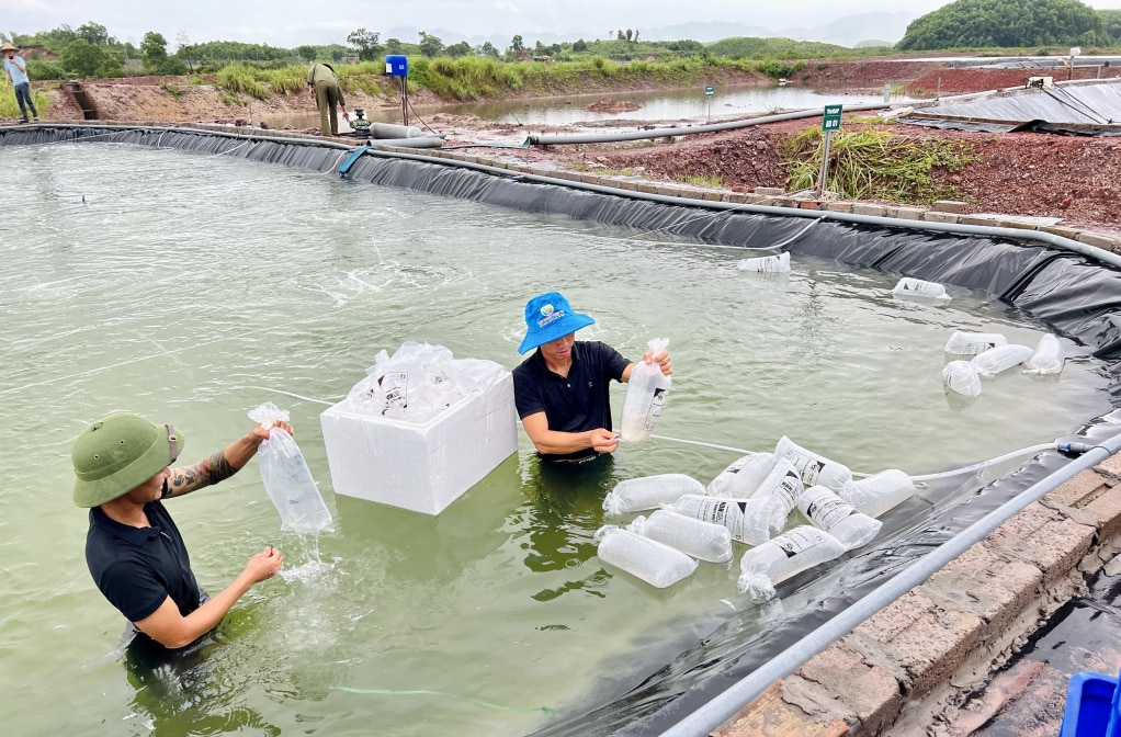 Các hộ dân tham gia mô hình nuôi tôm công nghiệp quy mô nhỏ theo chuỗi giá trị tại xã Cộng Hòa (TP Cẩm Phả) tiến hành thả giống tôm.  Ảnh: Hoàng Nga